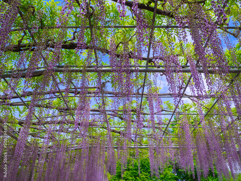 Fototapeta premium Japanese wisteria trellis with a blue sky (Ashikaga, Tochigi, Japan)