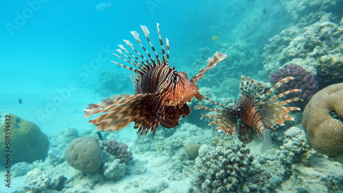 Lion Fish in the Red Sea in clear blue water hunting for food .