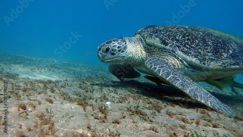 Big Green turtle on the reefs of the Red Sea.