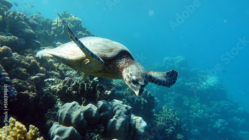 Hawksbill sea turtle  CR species  Hawksbill Turtle - Eretmochelys imbricata.