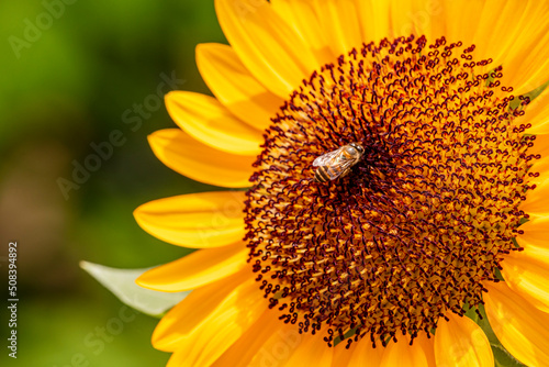 A blooming dwarf yellow sunflower  Helianthus annuus  flower with a bee finding nectar on it  on natural-green-blurred background  close-up with copy space.