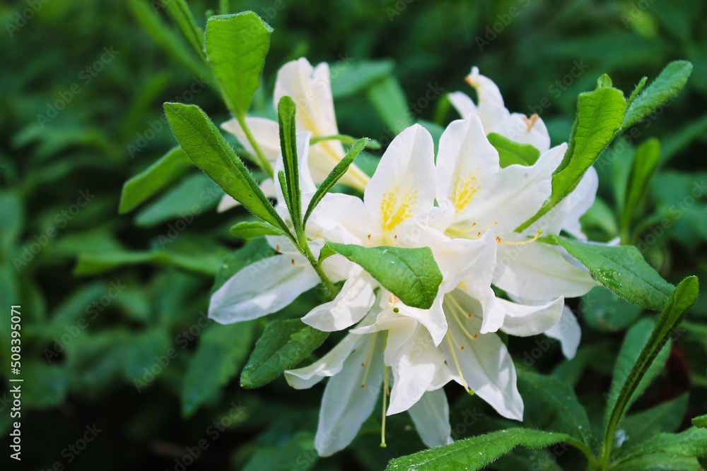 A beautiful white rodendron bud shines in the morning sun A beautiful white rodendron bud shines in the morning sun