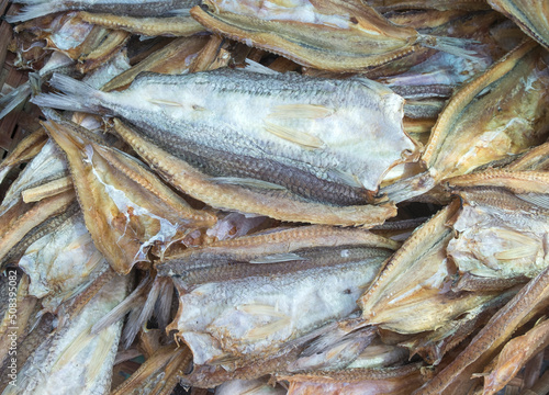 top view of dried fish of Shortfin Lizardfish