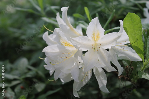 A bud of beautiful white rodendron is washed by morning dew