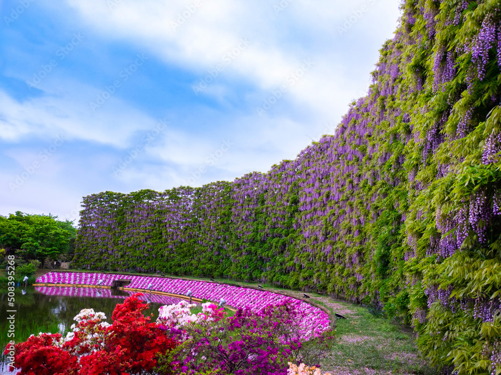 Japanese wisteria wall and pink flowerbed (Ashikaga, Tochigi, Japan)