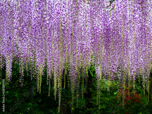 Japanese wisteria  Karasawayama  Tochigi  Japan 