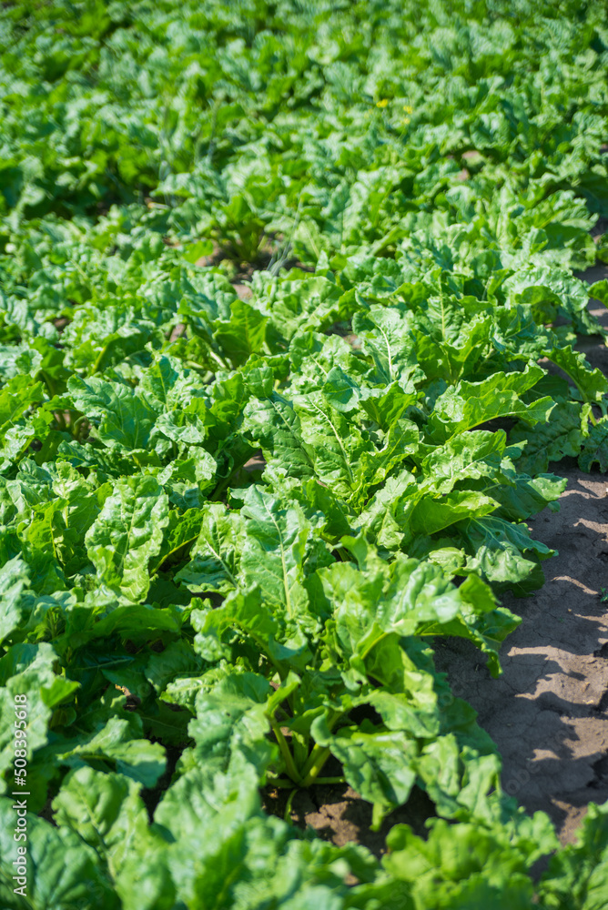 Plantations of a young beet. Harvest beetroot Plantations of a young beet. Harvest beetroot
