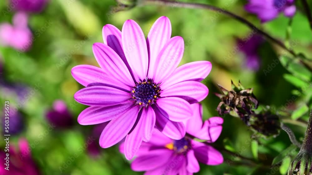 Closeup of Purple Pink Daisies in 4k video found in a garden in Corsica, France, Europe Closeup of Purple Pink Daisies in 4k video found in a garden in Corsica, France, Europe