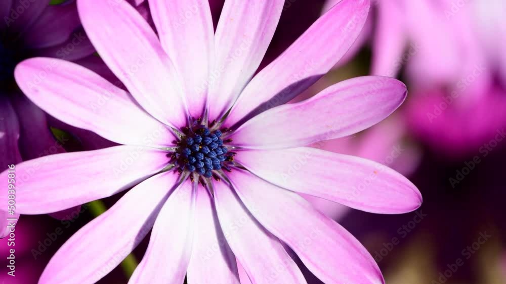 Close-up of a White Pink Daisy flower in 4k video found in a garden in Corsica, France, Europe Close-up of a White Pink Daisy flower in 4k video found in a garden in Corsica, France, Europe