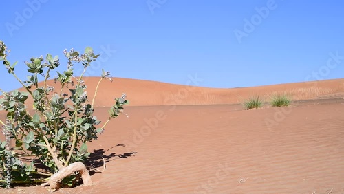 footage of Sodom Apple Shrub, Evergreen shrub, in the desert with red sand dunes and blue sky in background, Middle East, Arabian Peninsula. Dolly Slider Shot. photo