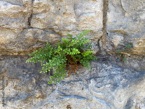 Wall Rue - Asplenium Ruta muraria.