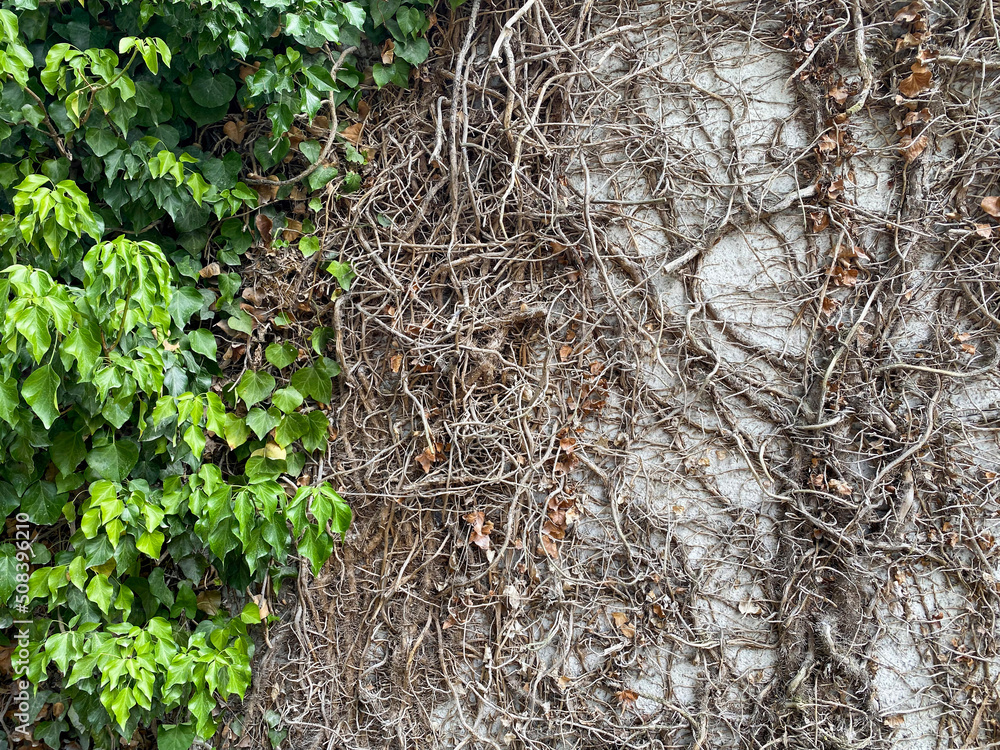 New growth. Old roots New growth. Old roots