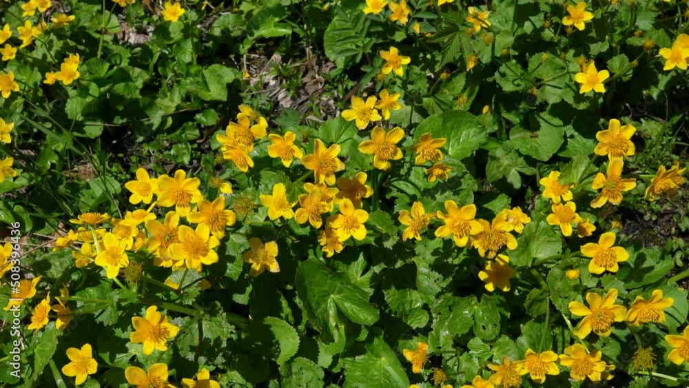 Kingcup or Marsh Marigold in natural ambient (Caltha palustris) - (4K) Kingcup or Marsh Marigold in natural ambient (Caltha palustris) - (4K)
