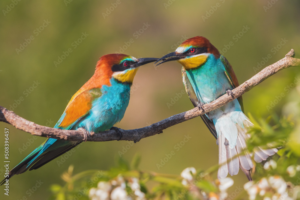 Obraz premium beautiful birds of paradise conflict