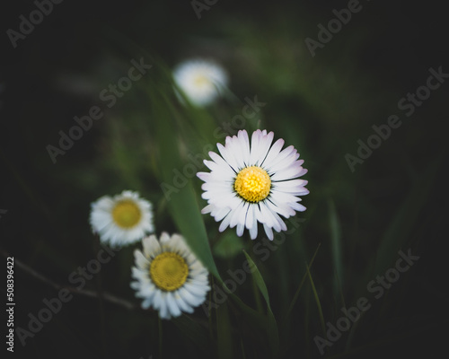 Spring daisy in a sunny morning