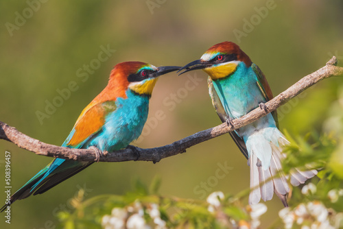 beautiful birds of paradise conflict