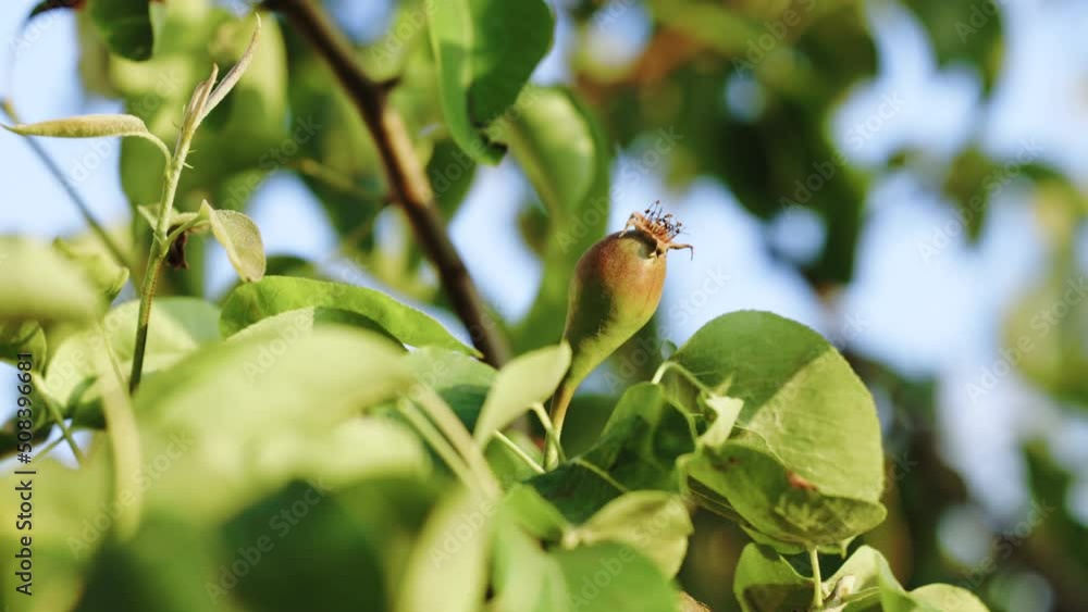 Ripe pear on the branch of a tree. Pear fruit, eco-farm products, agriculture, organic farming. Green pear on the tree. Organic pears with leaves on the branch. Ripe pear on a branch in the garden. Ripe pear on the branch of a tree. Pear fruit, eco-farm products, agriculture, organic farming. Green pear on the tree. Organic pears with leaves on the branch. Ripe pear on a branch in the garden.