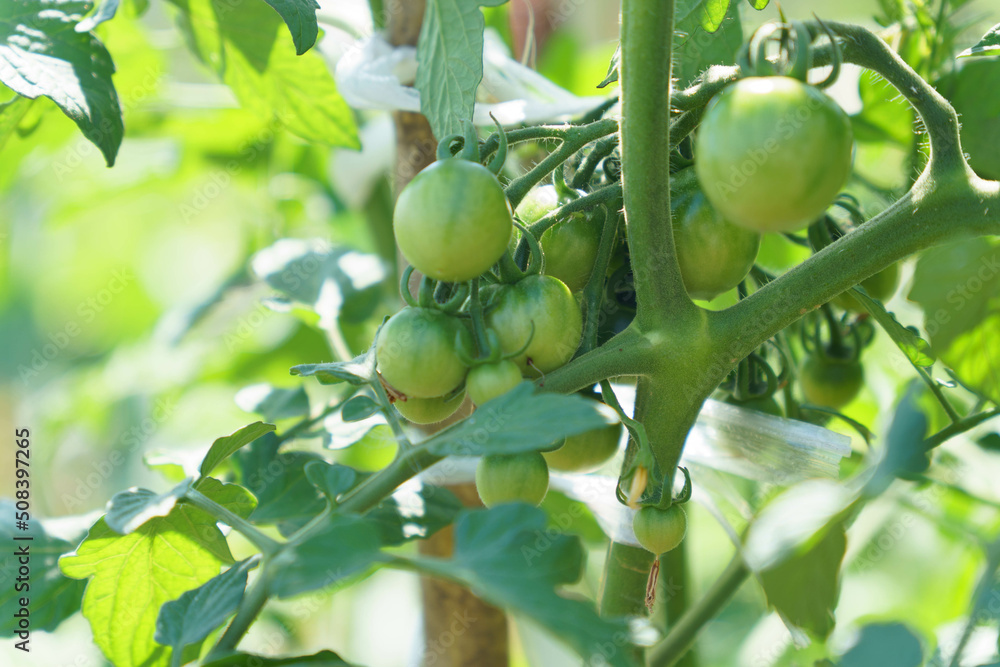 日差しを浴びて成熟中のトマト