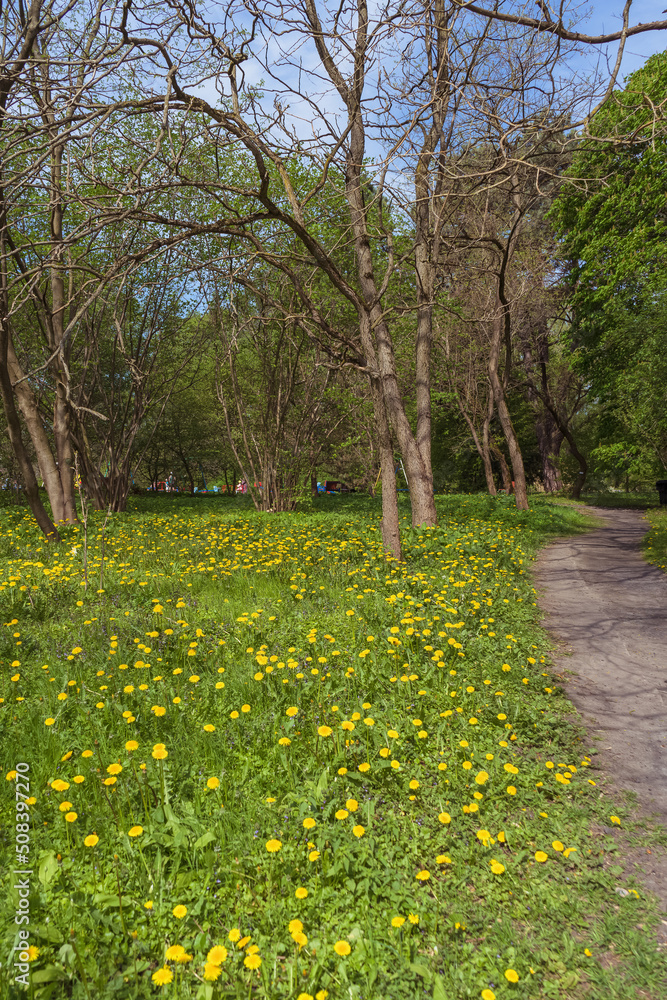 blooming dandelions meadow in park