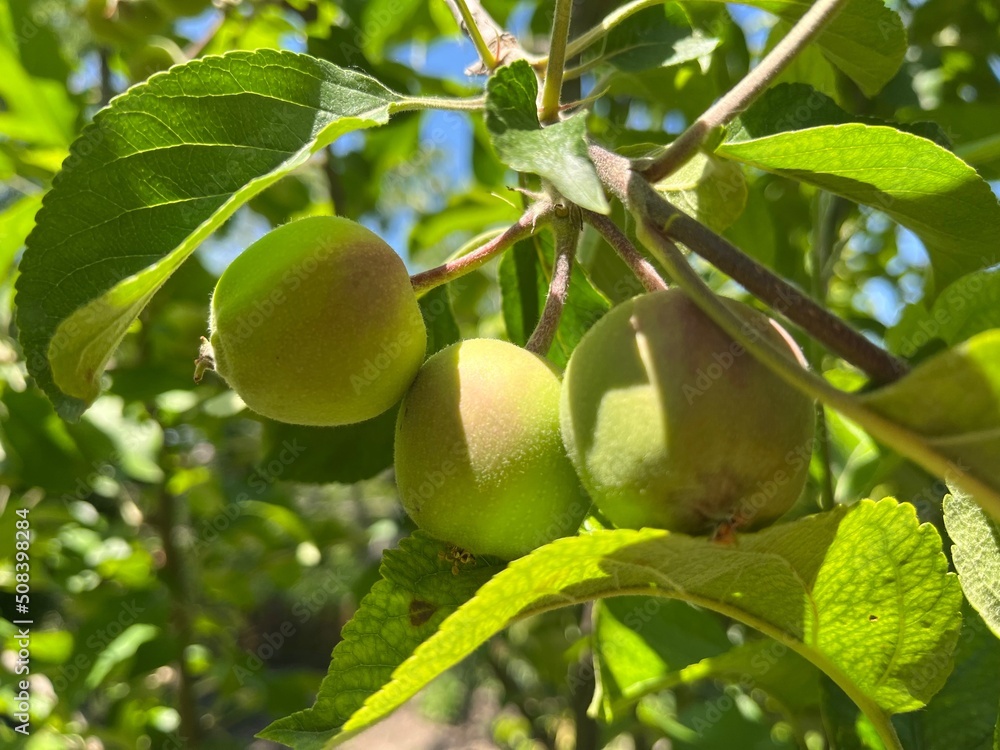 Green apples growing on the apple tree Green apples growing on the apple tree