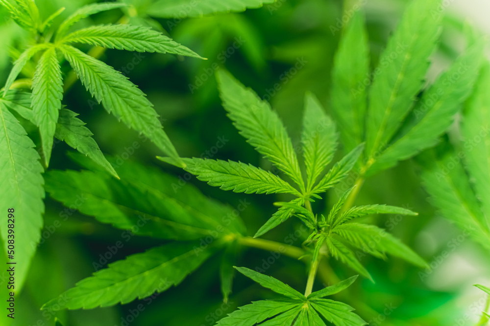Beautiful leaves of Cannabis close-up. High quality photo Beautiful leaves of Cannabis close-up. High quality photo