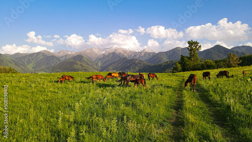 landscape with horses and mountains