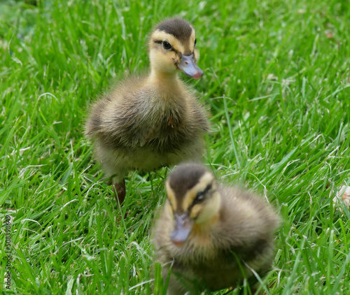 Chick ducklings in a private garden of a private home