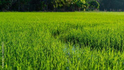 Rice farm so fresh and green