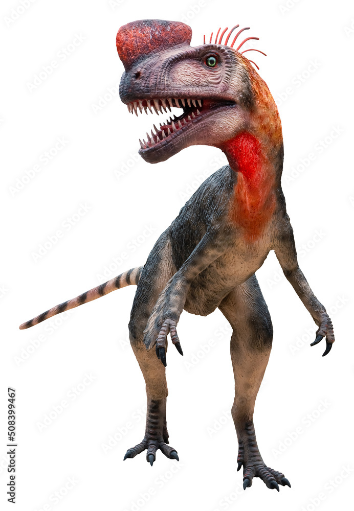 Obraz premium Proceratosaurus is a genus of small-sized carnivorous theropod dinosaur from the Middle Jurassic. Proceratosaurus is isolated on white background with a clipping path. 