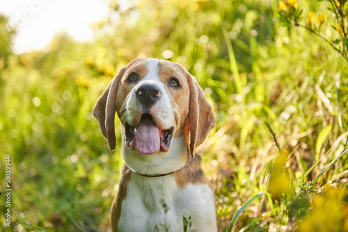 Portrait of a cute beagle dog on the lawn