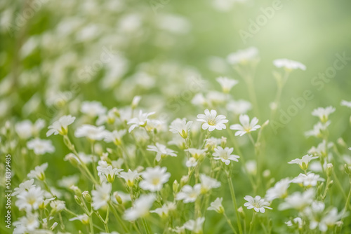 Small white flowers in sunlight. Beautiful summer sunny background. Selective focus. Field flowers cerastium