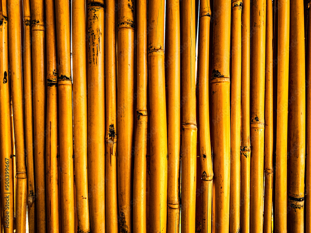 Bamboo background Bamboo background