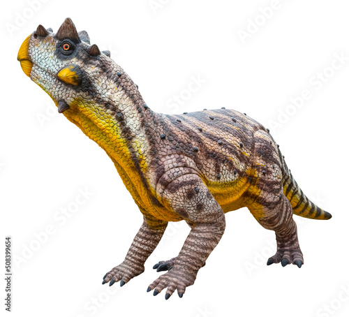 Psittacosaurus Sibiricus is a herbivorous genus of extinct ceratopsian dinosaur from the Early Cretaceous  Psittacosaurus Sibiricus is isolated on white background with a clipping path.