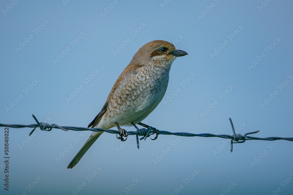 Red-backed Shrike (Lanius collurio) perched on fence Red-backed Shrike (Lanius collurio) perched on fence