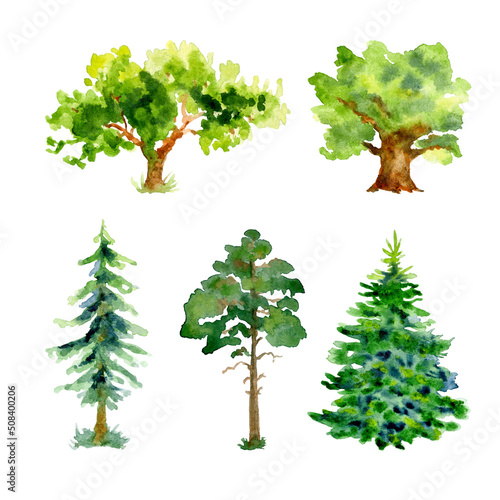 Watercolor spruce trees, oak tree, pine trees with grass isolated on a white background photo