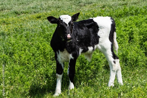 Black and white calf grazes in field. There is green grass around calf. Close-up. Spring rural landscape. Calf as representative of cattle. Private farming in village