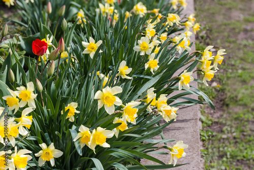 Planting of the narcissus with yellow flowers on flower bed