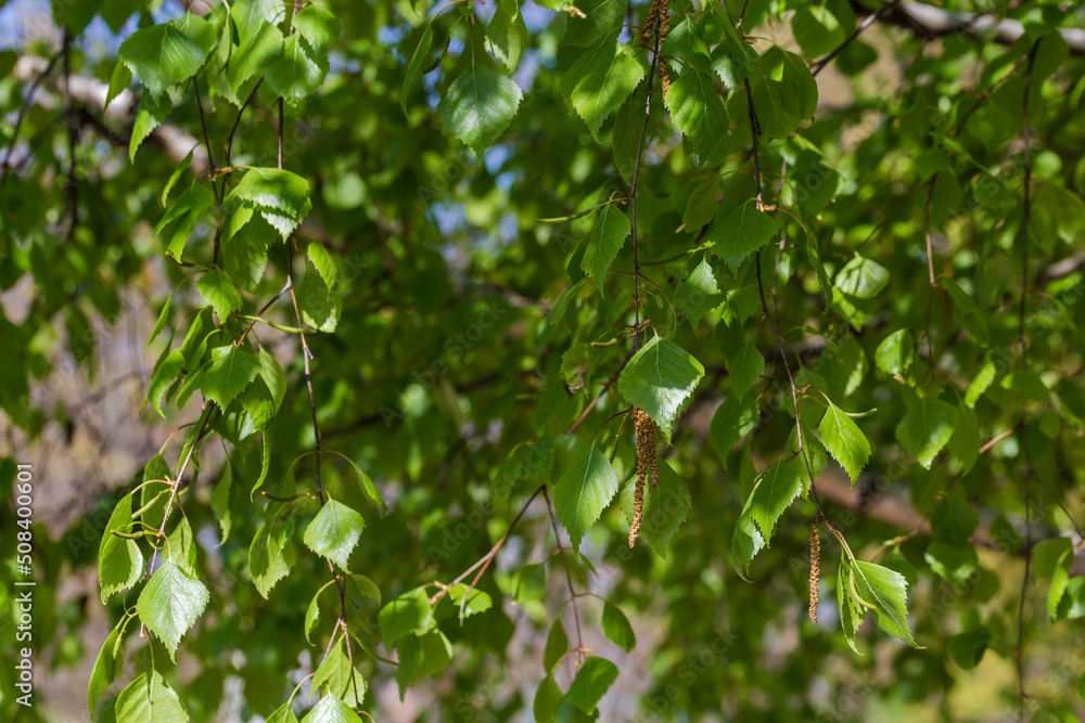 Branches of birch with young leaves and catkins, selective focus Branches of birch with young leaves and catkins, selective focus
