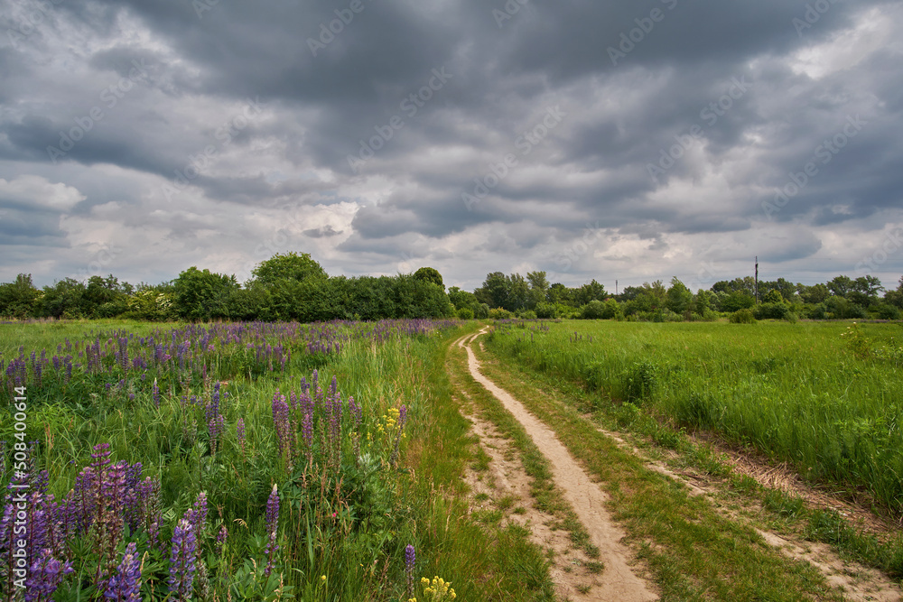 Summer landscape before a thunderstorm. Dirt road through a field where blue lupins bloom