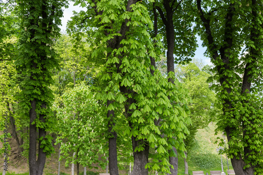 Old flowering horse-chestnuts in a city park Old flowering horse-chestnuts in a city park