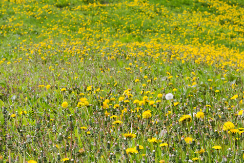 Hill slope covered with flowering dandelions in selective focus