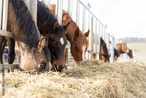 Pferdeköpfe stecken ihre Köpfe aus Metallgatter und fressen Heu, draußen