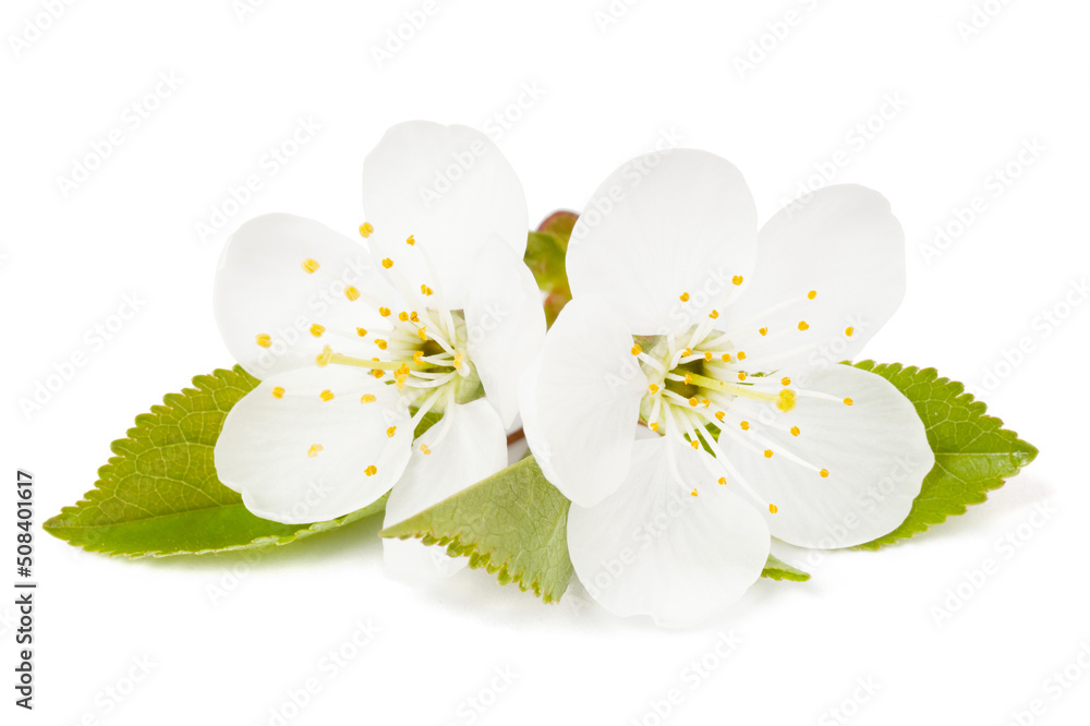 Cherry blossom with green leaves isolated on white background.