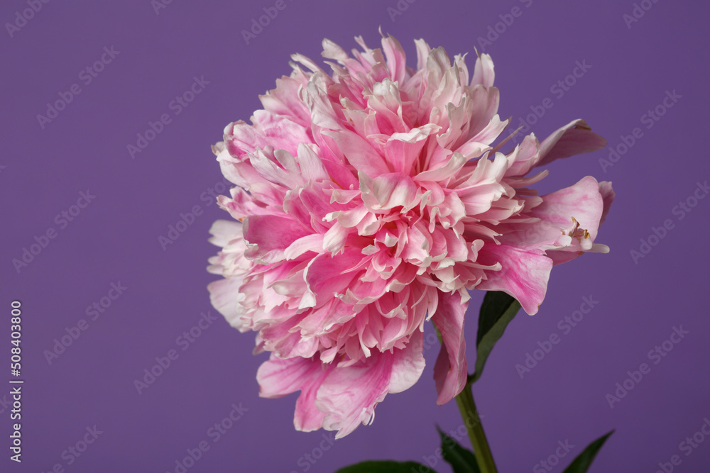 Beautiful rose-shaped peony flower in pink color isolated on purple background.