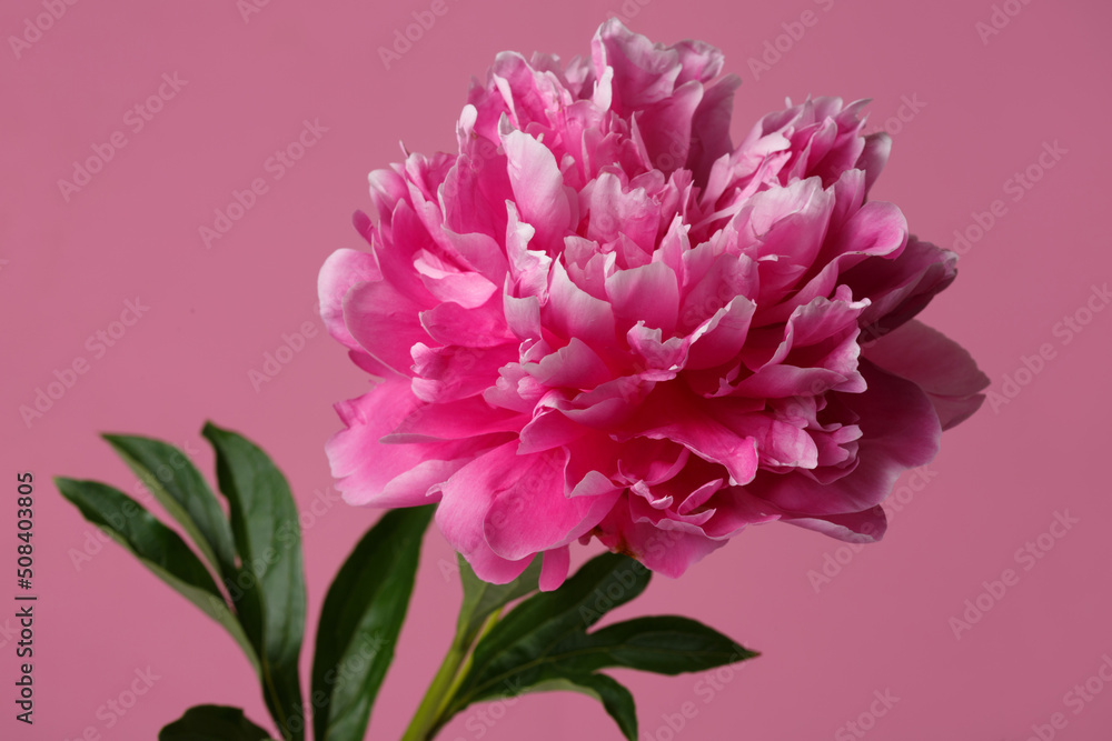 Beautiful rose-shaped peony flower in pink color isolated on pink background.