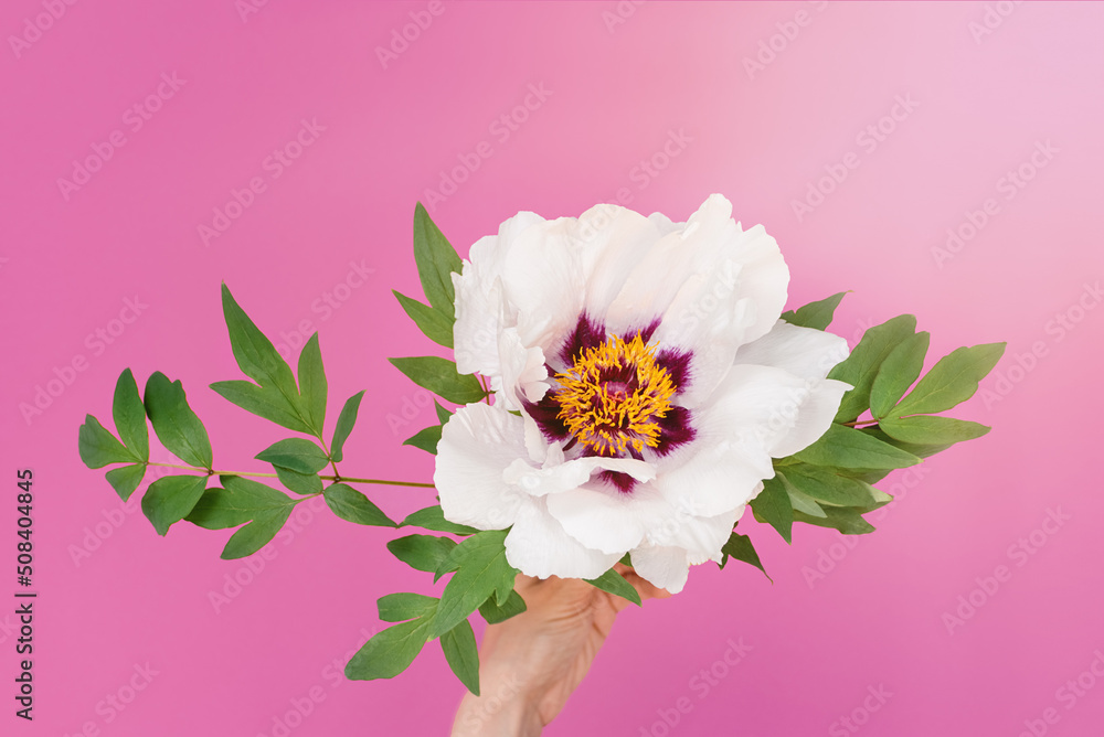 Close up of delicate flower of beautiful white peony in female hands on pink background with bright sunlight. Top view. Flowers day and women's holiday concept. Copy space Close up of delicate flower of beautiful white peony in female hands on pink background with bright sunlight. Top view. Flowers day and women's holiday concept. Copy space