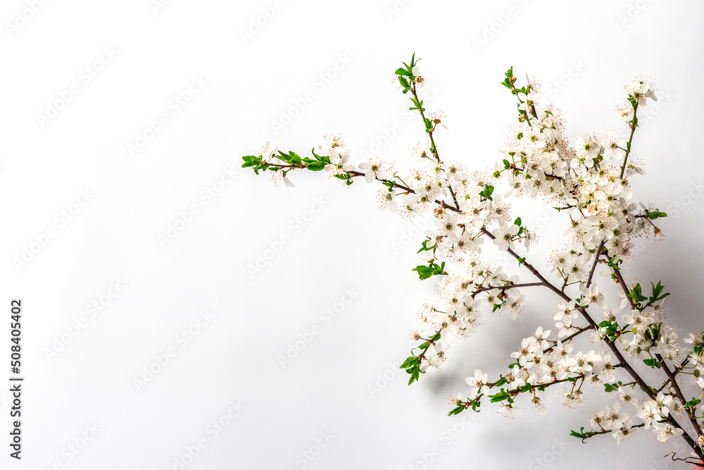 Blooming cherry plum branches isolated on white background. Festive greeting card Blooming cherry plum branches isolated on white background. Festive greeting card