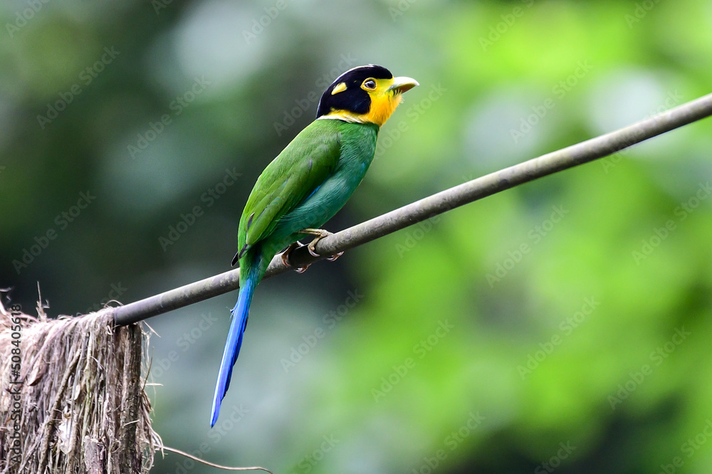 Long-tailed broadbill bird bringing a branch of tree to make a nest in the forest at Khao Yai National Park, Thailand. Long-tailed broadbill bird bringing a branch of tree to make a nest in the forest at Khao Yai National Park, Thailand.