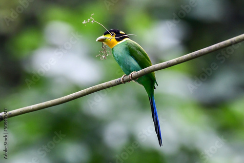 Long-tailed broadbill bird bringing a branch of tree to make a nest in the forest at Khao Yai National Park, Thailand. photo