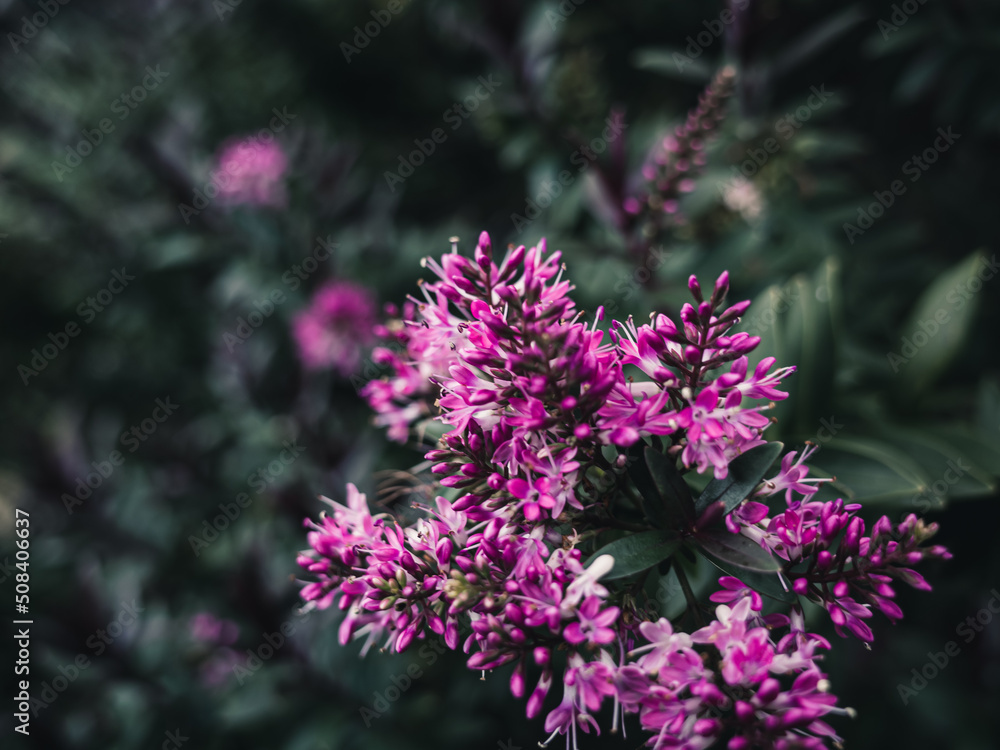 Obraz premium flowers in the garden
